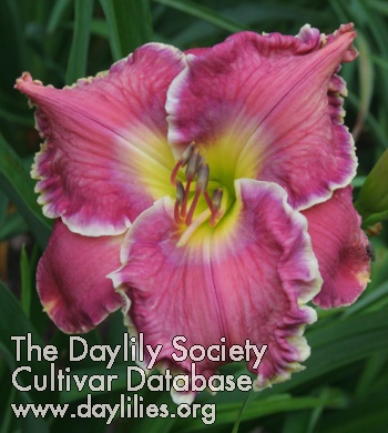 Daylily Refuge of the Weary